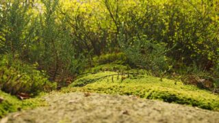 スペイン語の前置詞 de・en・con・por・para 使い分け完全解説｜ネイティブが使う実例付き