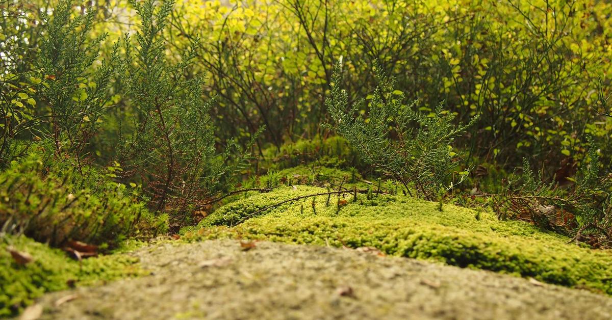 スペイン語の前置詞 de・en・con・por・para 使い分け完全解説｜ネイティブが使う実例付き